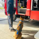 Personenspürhund Jari bei der Anzeige der vermissten Person